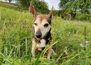 Augenzwinkernder Hund