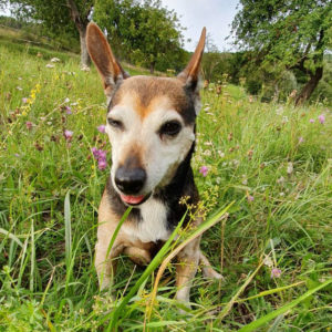 Augenzwinkernder Hund