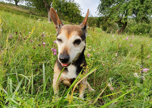 Augenzwinkernder Hund