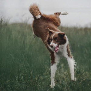 springender Hund