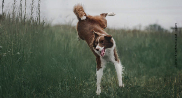 springender Hund