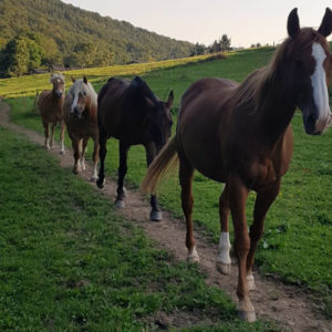Erkennen ob ein Pferd über den Rücken geht