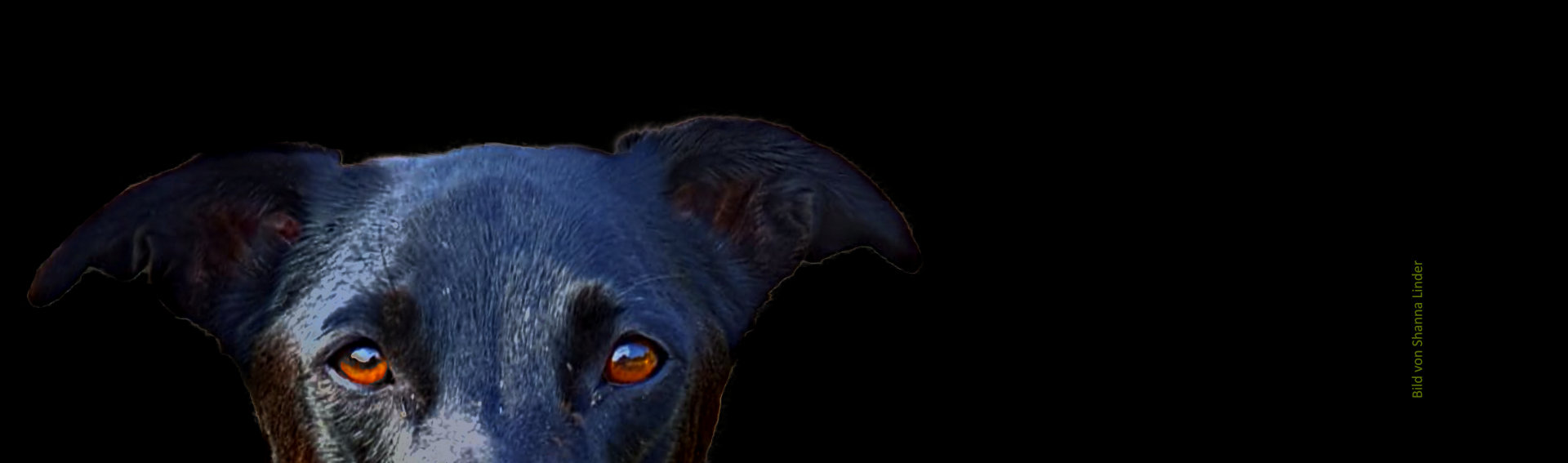 Der Durchtrittigkeit beim Hund trainerisch begegnen