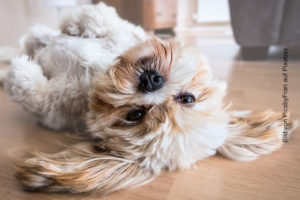 Entspannter Hund