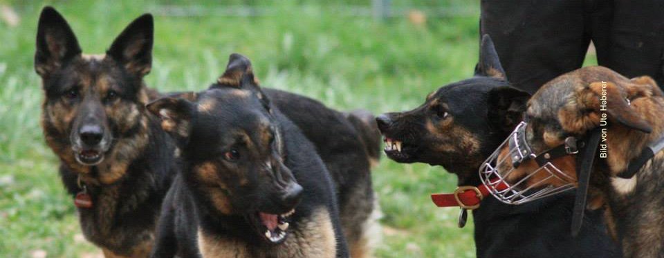 Hundebegegnungen