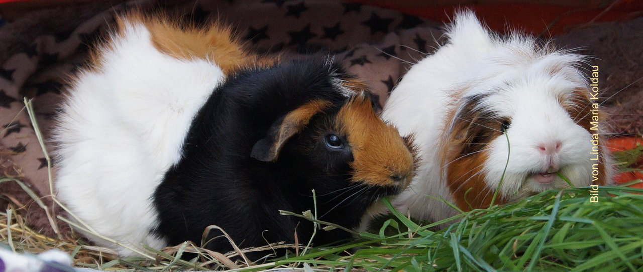 Mycoplasmose – der schleichende Meerschweinchentod Ausbreitung – Symptome – Behandlung – Pflege