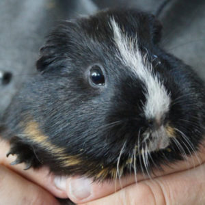 Meerschweinchen peppeln