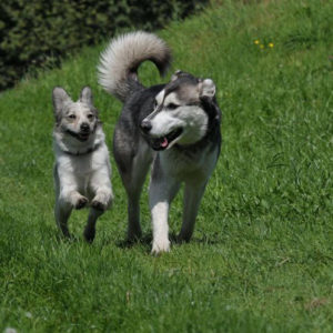 Hundefreunde