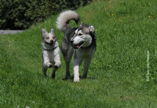Hundefreunde