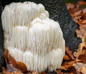 Erkrankungen des Verdauungsapparates in der Mykotherapie
