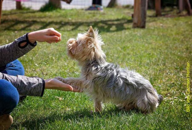 Dieses Bild zeigt eine Hand die einen Hund eine Belohnung in Aussicht stellt