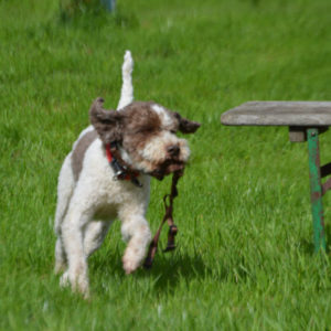 Suchender Hund