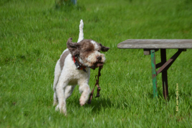 Suchender Hund