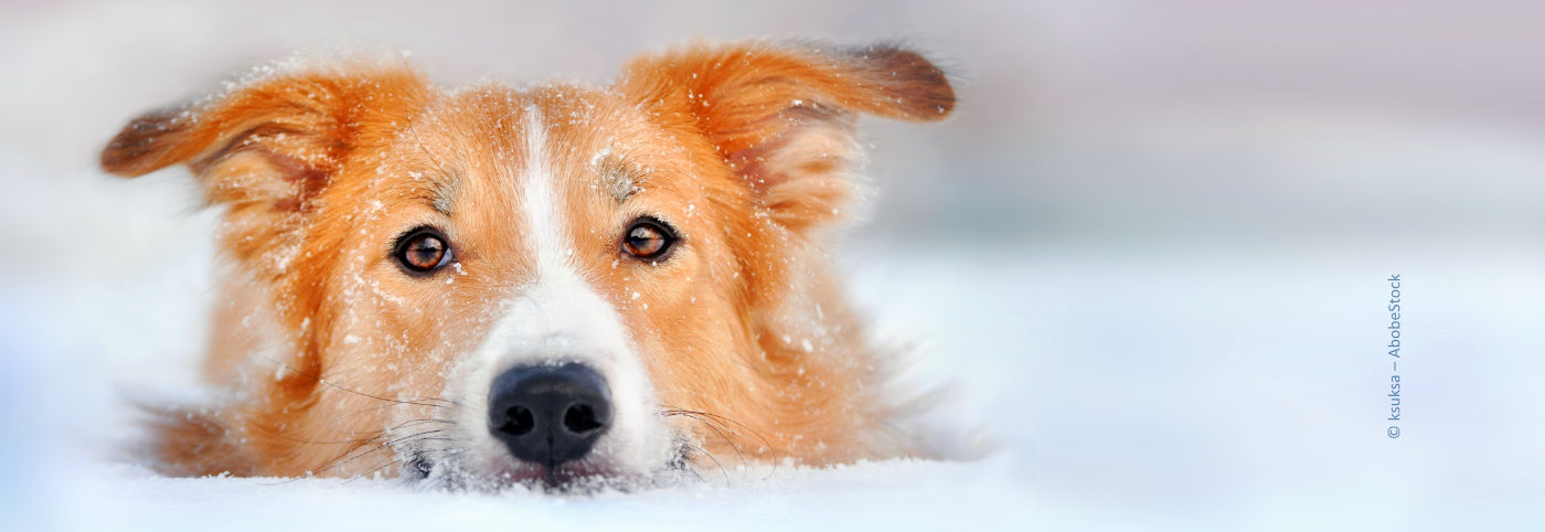 Die häufigsten Erkrankungen beim Hund Teil 2