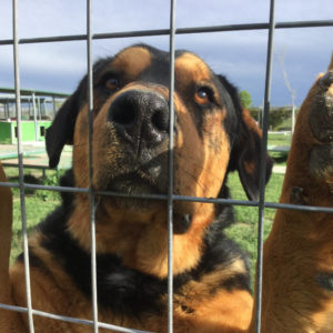 Tierschutzhunde und ihre Eigenschaften