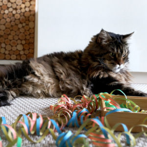 Silvester mit Katze