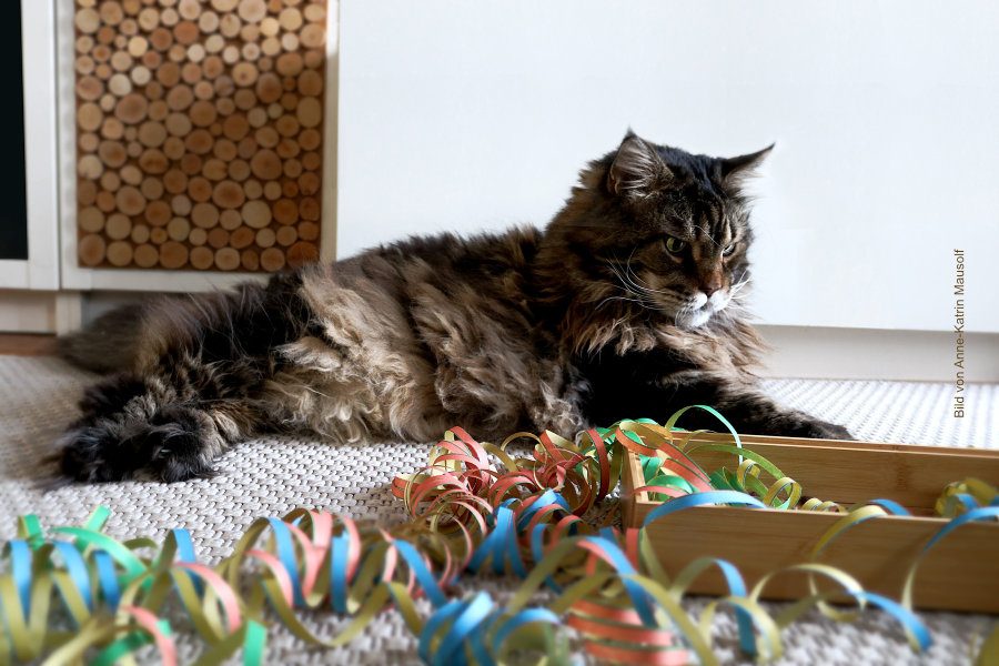 Silvester mit Katze