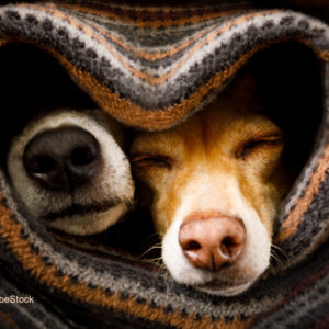 Die häufigsten Erkrankungen beim Hund Teil 2