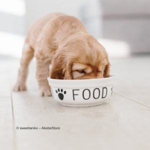 Hundeernährung