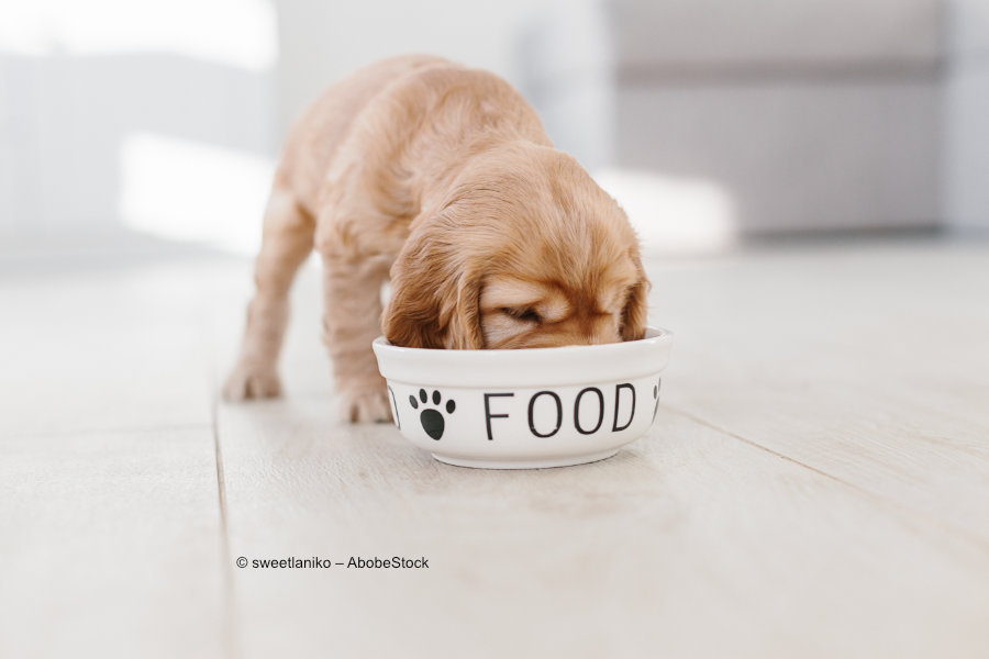 Hundeernährung