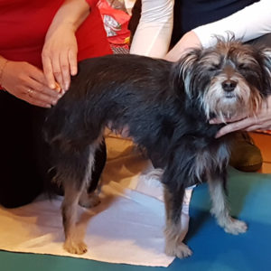 ISBT-Bowen Therapie® Practitioner für Hunde Basics