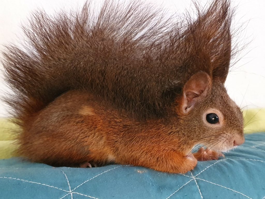zeigt ein Eichhörnchen