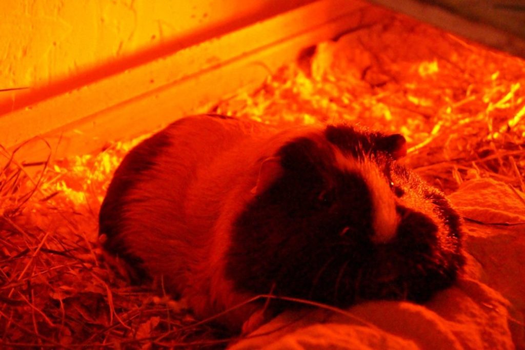 Meerschweinchen