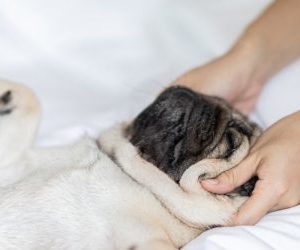 Hundemassage für Hundemenschen