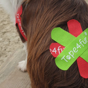 Titelbild des Hundtapingkurses