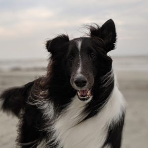Titelbild Gelenkseminar - zeigt einen Hund im Wind am Strand