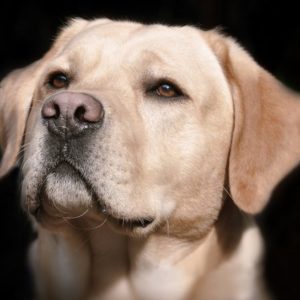 Dorn Therapie für Hunde – Fortgeschrittene Techniken