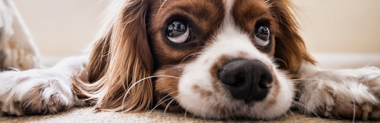 Der Cauda Equina beim Hund Trainerisch begegnen