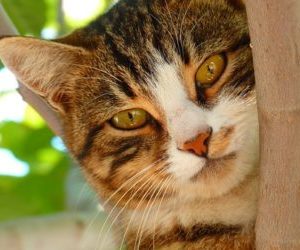 Haltung und Umgang mit Hauskatzen