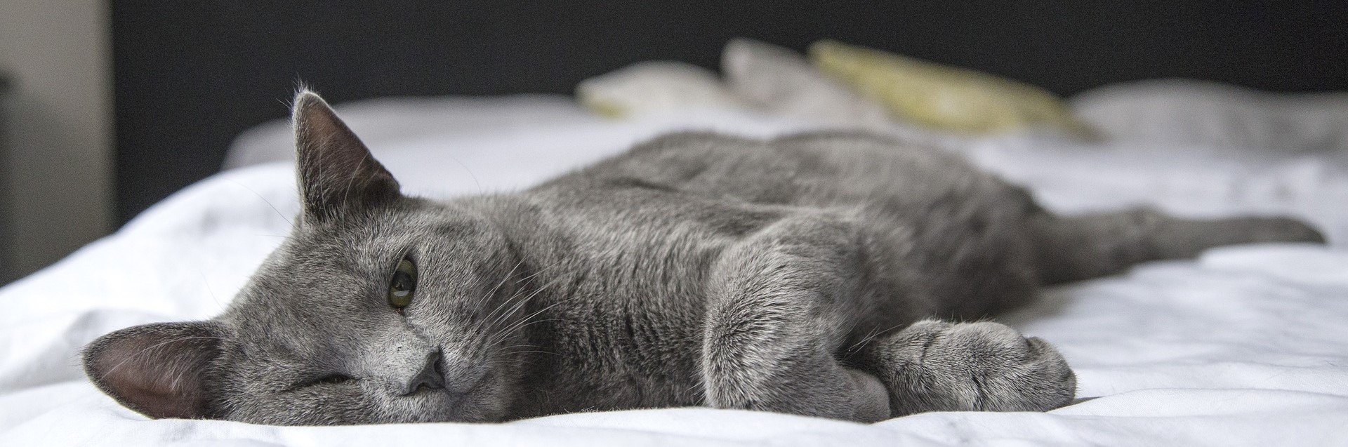 Katzenfertigfutter:  Zusammensetzung und Beurteilungskriterien