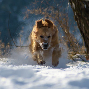 auf einem zu rennender Hund