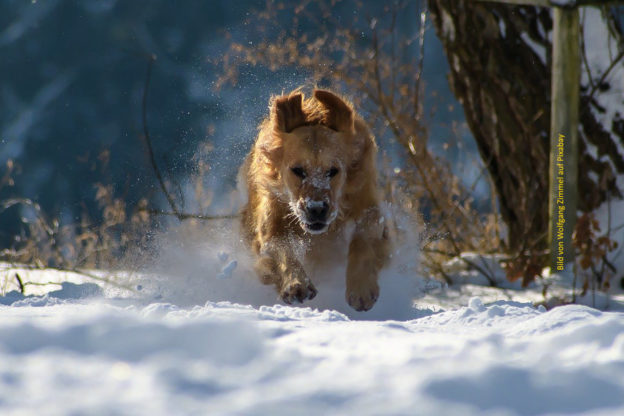 auf einem zu rennender Hund