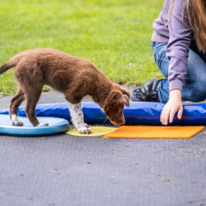 Bodenarbeit für Hunde