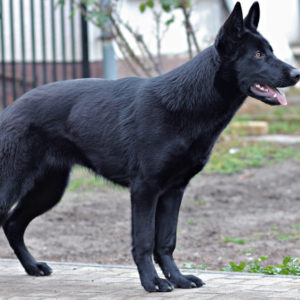 Titelbild vom Onlinekurs HD beim Hund