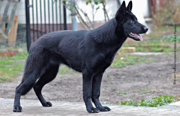 Titelbild vom Onlinekurs HD beim Hund
