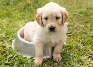 zeigt einen Hund der in einem Fressnapf sitzt und dient als Titelbild des Kurses Ellenbogendysplasie