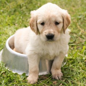 zeigt einen Hund der in einem Fressnapf sitzt und dient als Titelbild des Kurses Ellenbogendysplasie