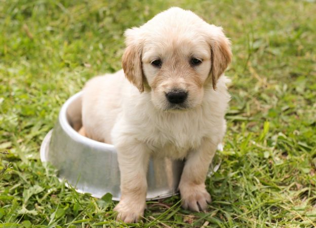zeigt einen Hund der in einem Fressnapf sitzt und dient als Titelbild des Kurses Ellenbogendysplasie
