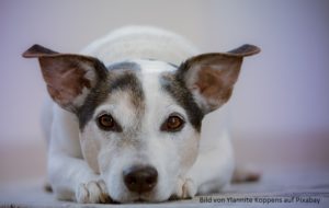 zeigt einen liegenden Hund.