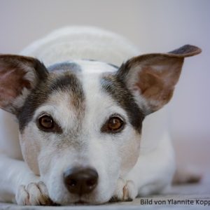 zeigt einen liegenden Hund.