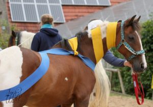 zeigt Körperbänder am Pferd