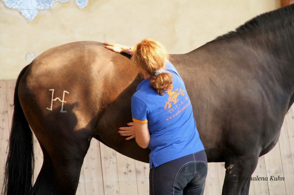 Zeigt Ingrid Wild beim anwenden von TTouches am Pferd