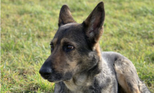 Zeigt einen Schäferhund. Dieses Bild wird auch als Titelbild für Onlinekurse verwendet