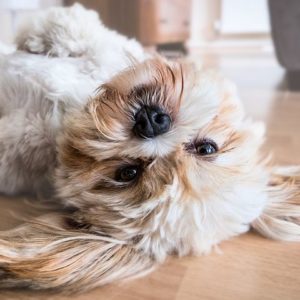 Ein liegenden Hund