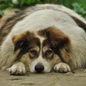 Ein viel zu dicker Hund der an einer Schildrüsenerkrankung leidet