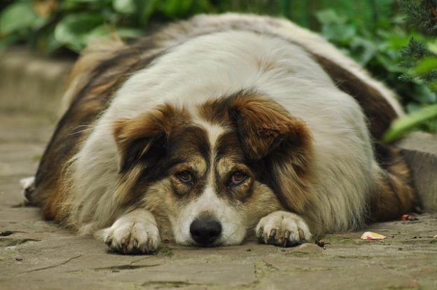 Ein viel zu dicker Hund der an einer Schildrüsenerkrankung leidet
